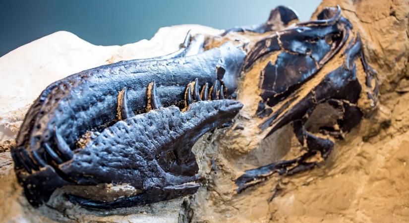 Megoldódni látszik a 85 éve tartó T. rex-rejtély