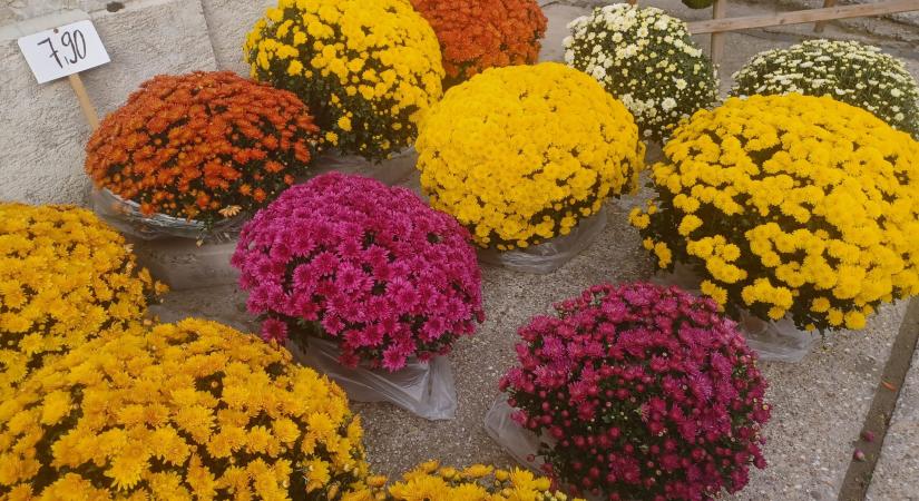 Buday Mária: Gondolatok halottak napja közeledtén…