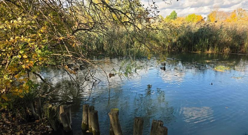 A szigetszentmiklósi Úszóláp tanösvény varázslatos világa