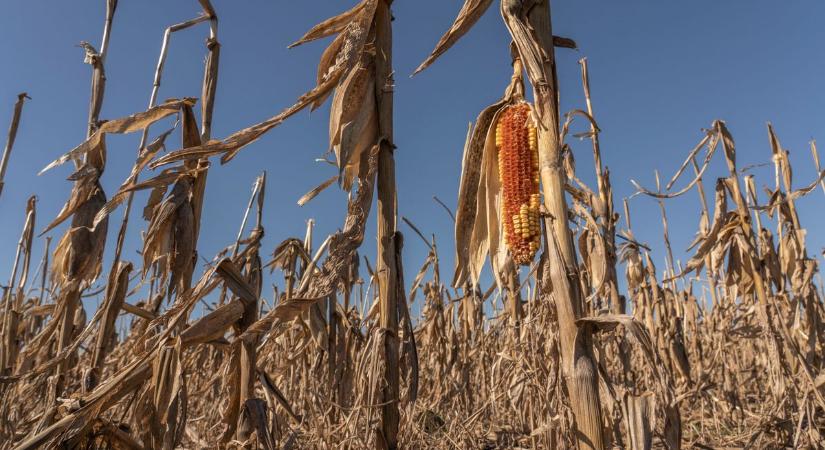 Kukoricabiznisszel csalt ki 22 millió forintot egy visszaeső férfi