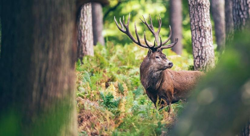 Gázolás: Mecseknádasdon ugrott az útra egy vad, ütközés lett a vége