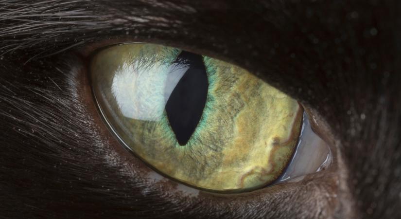 Ilyen ijesztő videót macskáról még nem láttál!