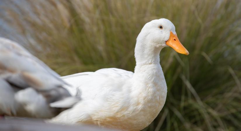 Megjelent a madárinfluenza egy Jász-Nagykun-Szolnok vármegyei pecsenyekacsa-tartó gazdaságban