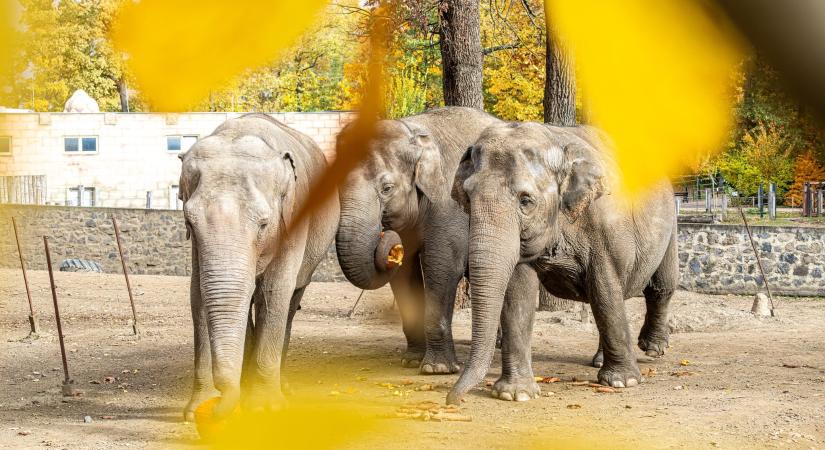 TÖKjó nap a Nyíregyházi Állatparkban