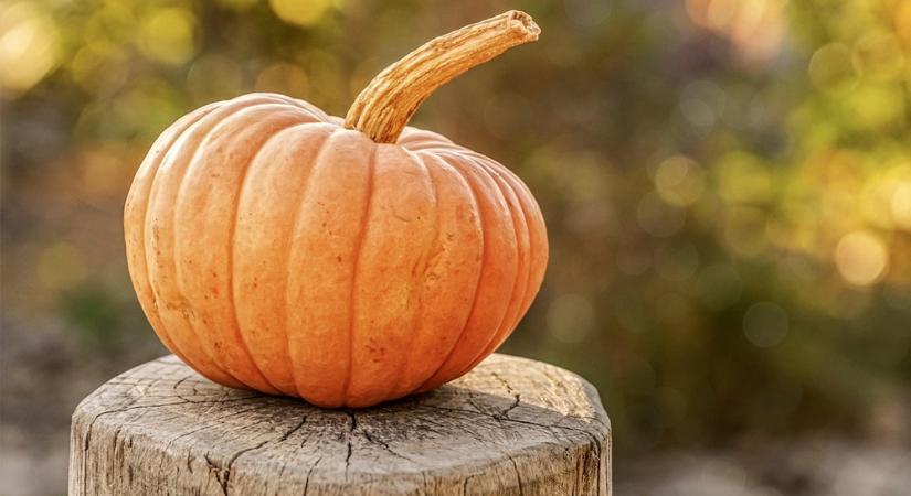 A tök, ami legyőzte az időt – az őskortól a lattéig