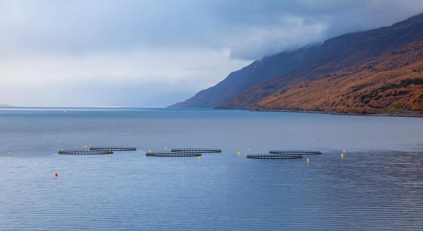 A tenger sötét tükre – miért válik katasztrófává a tengeri állattenyésztés?