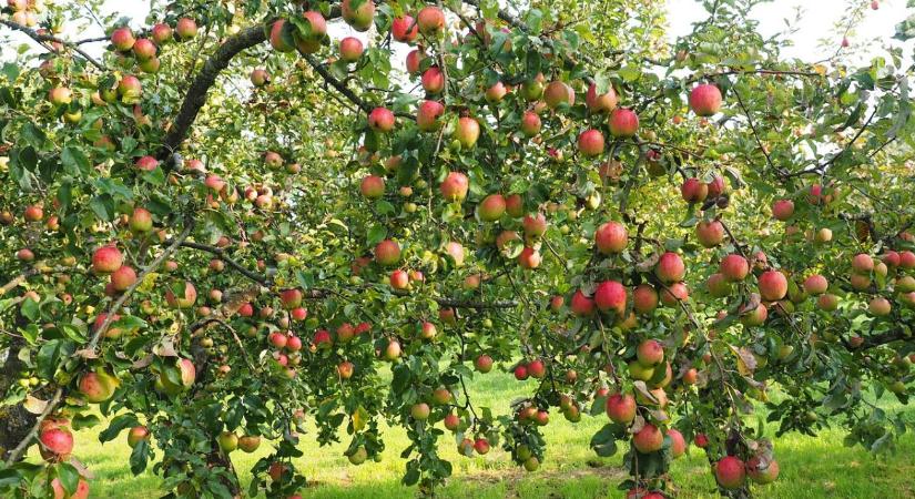 Tutti: az alma, ami túléli a forróságot – és még díjat is nyert