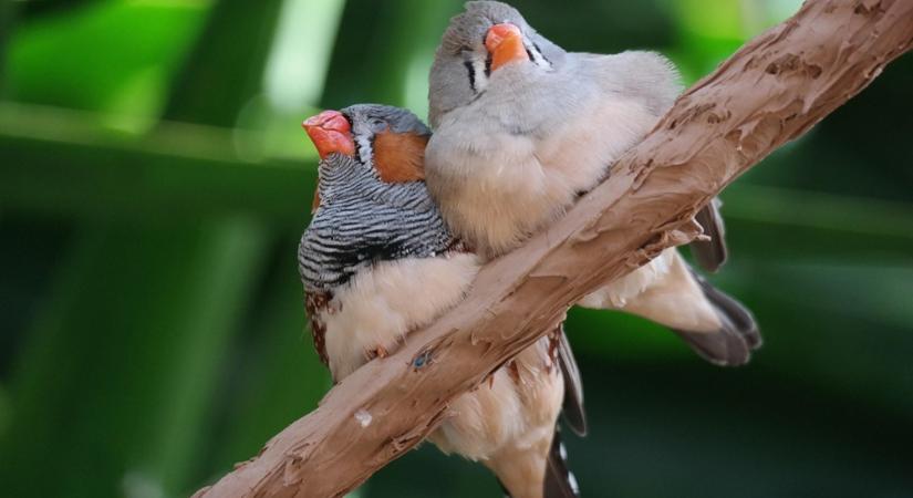 Csőrharc vagy testvéri szeretet? – Mit tanulhatunk a madarak testvéri kapcsolatából