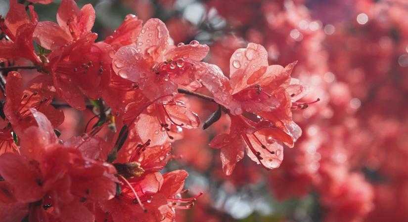 7 csodaszép növény, amiről talán nem is gondolnád, hogy mérgező