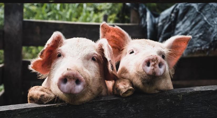 Delfinek a joysticknál, malacok a konzolon – az állatvilág meglepő videojátékosai