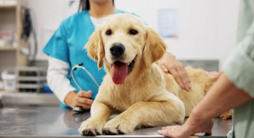 Így alakul az állatorvosi ügyelet az ünnepek alatt, erről jó ha tudsz