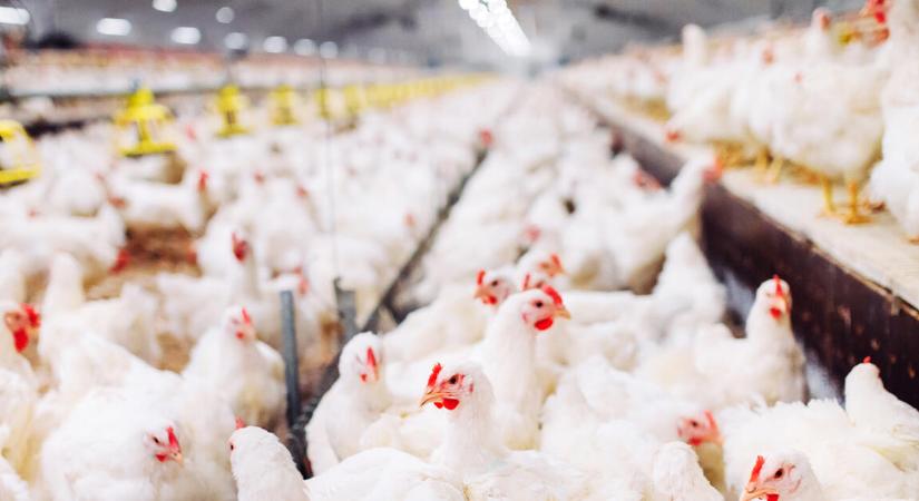 Több száz kiló romlott hússal volt megpakolva a teherautó