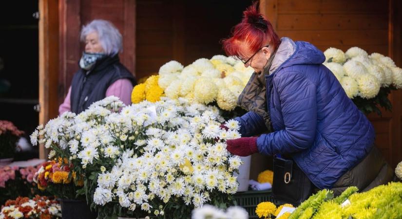 Már mondja is a belsős titkot a debreceni kertész: így marad sokáig gyönyörű a halottak napi krizantém