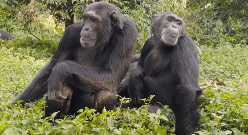 A csimpánzok tények alapján képesek felülbírálni korábbi döntéseiket