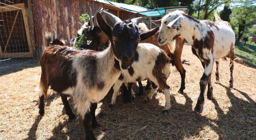 Megkóstolnál egy ropogós tücsköt, vacsorára? Akkor ez a te programod!