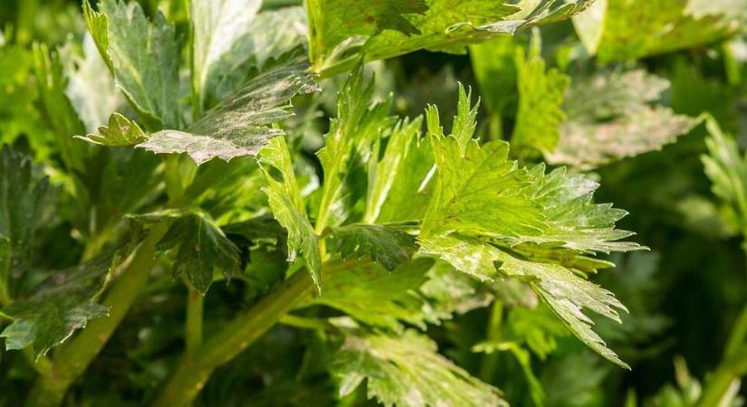 A zeller betakarítása: mikor, mit és hogyan érdemes szedni?