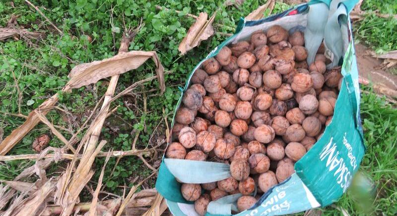 Lekapcsolták a diótolvajokat