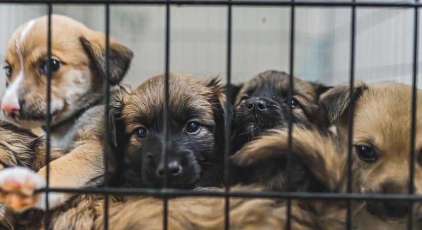 Csak egy százalék, de hatalmas segítség