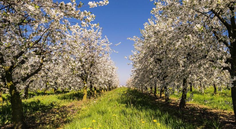 Itt az őszi gyümölcsfa-ültetés, ezeket a fákat most érdemes elültetni