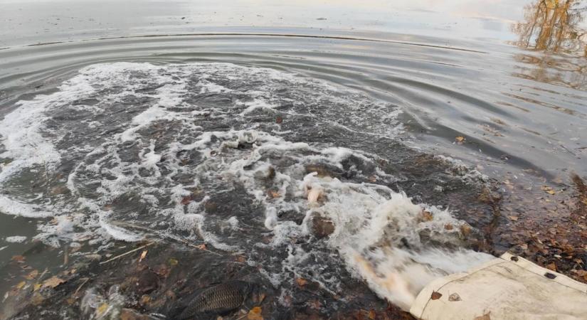 Friss telepítés a kedvenc vizekben: több ezer kiló ponty úszkál a helyi tavakban – mutatjuk, hova érdemes menni