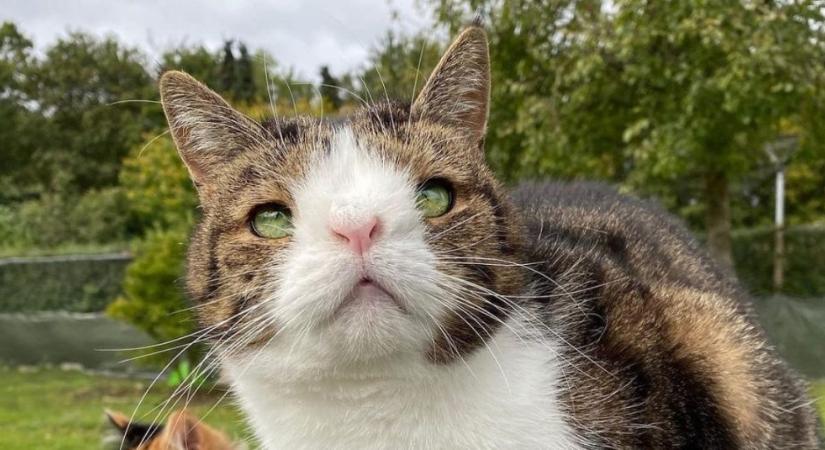 Down-szindróma a macskáknál: divatos jelző vagy valóság?