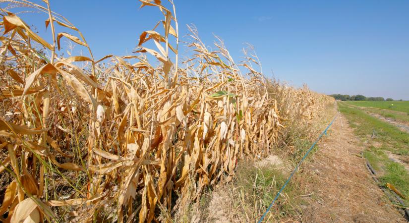 Megszólalt Nagy István az aszályhelyzetről: ekkora lett a kár itthon