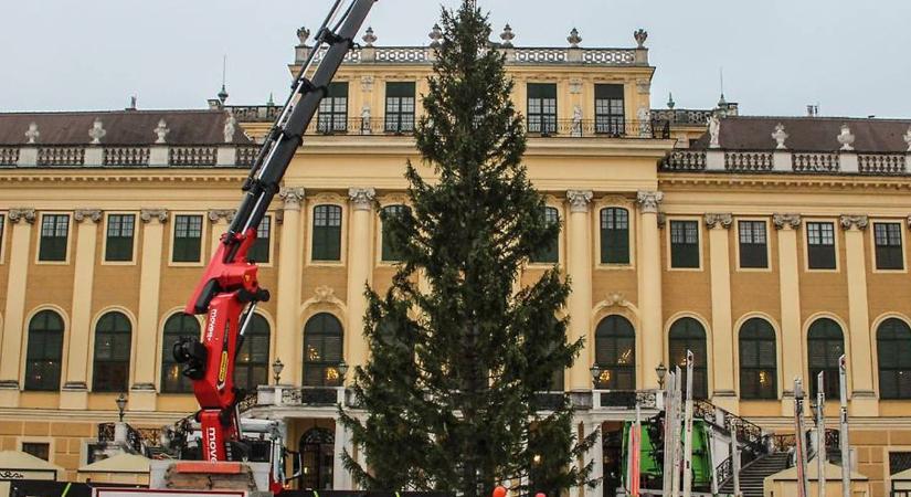 Már áll a schönbrunni karácsonyfa