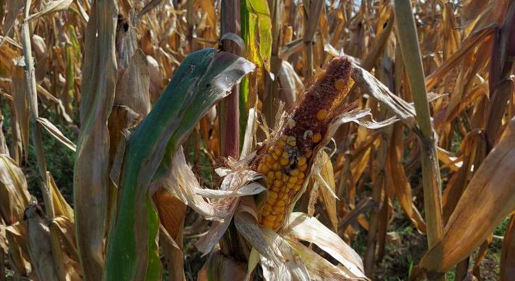 Aratás: fontos termelők vallottak kudarcot