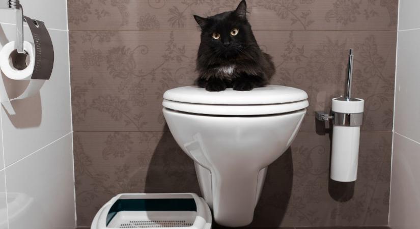 Mikor kell lecserélni a vécékefét? A legtöbben rosszul csinálják!