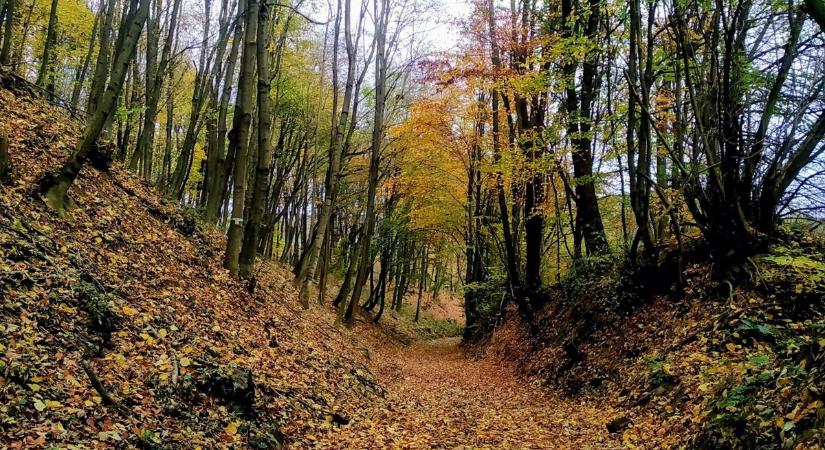 Ha ezt megtudja, bakancsot húz és rohan a Bakonyba (helyszíni fotók)