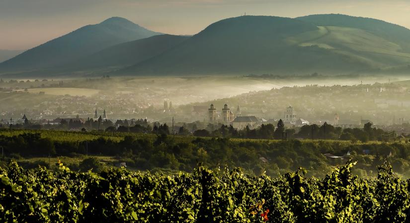 Durván nyomoul a szőlő betegsége az egész országban, szigorítás jön