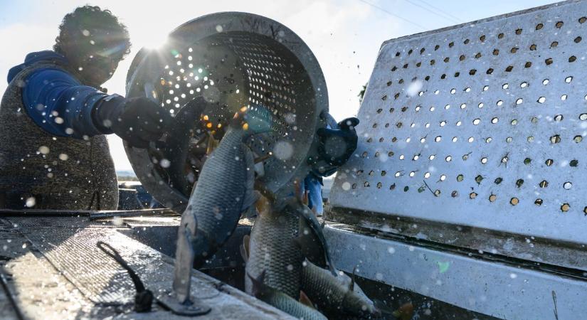 Tavalyi áron várható idén a karácsonyi hal