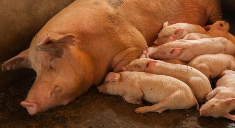 Gyomorfekély sertéseknél: az egyik legnagyobb, mégis alábecsült kockázat