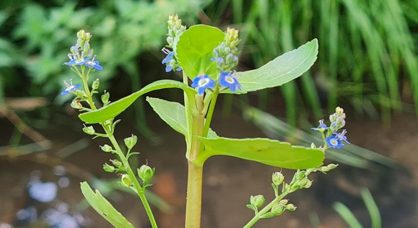 Deréce veronika: téli vitaminforrás kék virágokkal