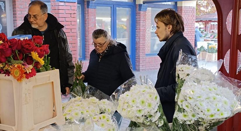 Még sincs hiány krizantémból! (videóval és képgalériával)