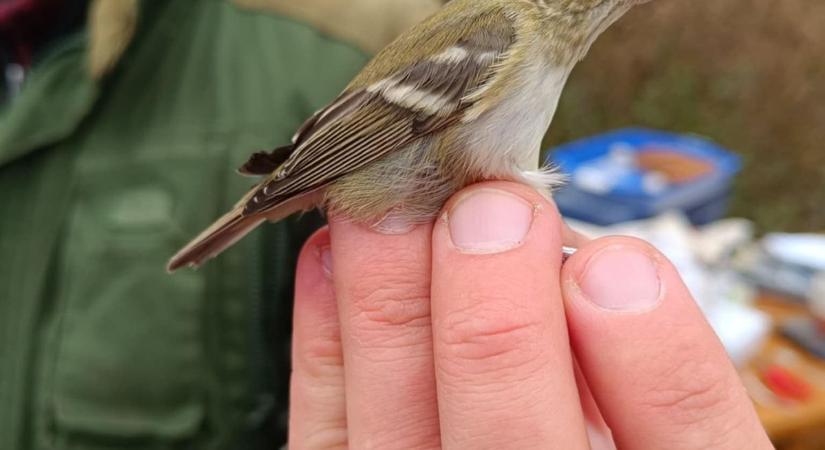 Megjelent az első vándorfüzike a magyar Fertőn - fotó
