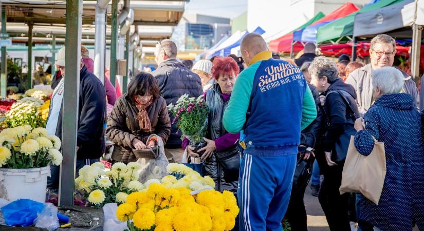 Kevés helyen ilyen olcsó a krizantém Miskolcon, mint itt! Meg is indult a roham érte (fotókkal, videóval)
