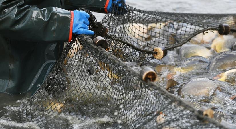 Lesz elegendő hazai hal karácsonyra?