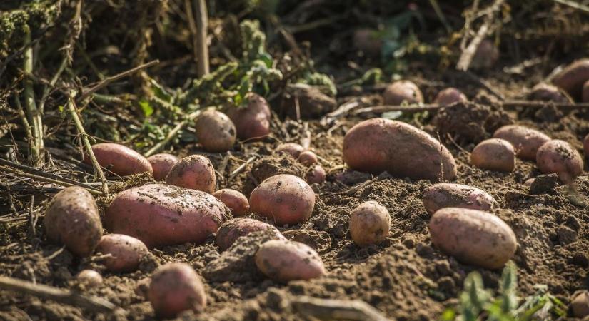 Eltűnik a magyar krumpli – pár év, és végleg búcsút inthetünk neki?
