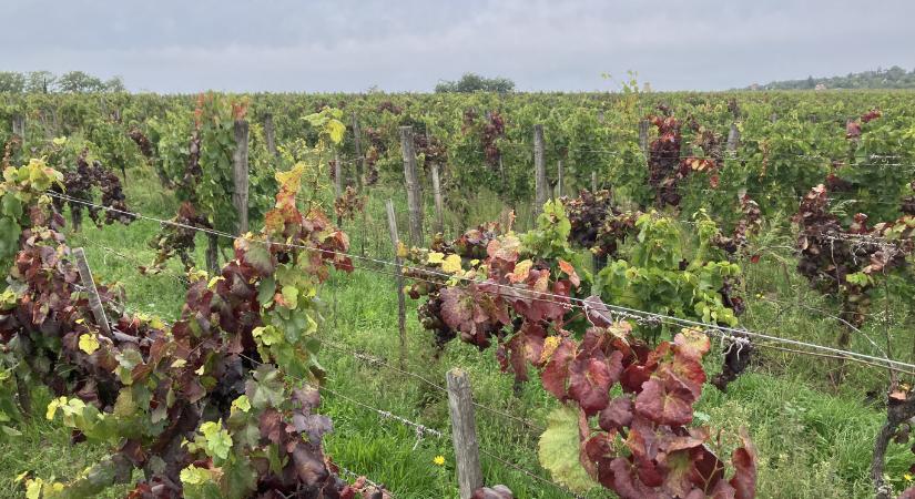 Aranyszínű sárgaság: a megműveletlen szőlőültetvényeket mostantól záros határidőn belül kivágják