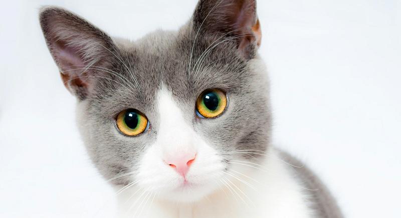 Őrizetbe vettek egy nagyváradi férfit, mert megrugdosta a főnöke macskáját