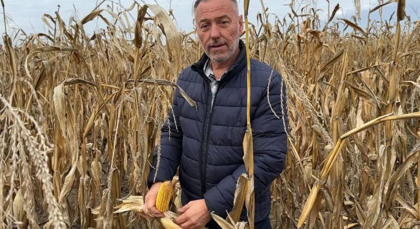 Az LG 31.350 Danubia: új kukoricahibrid, amely nehéz évben is megmutatta erejét – Gazdariport