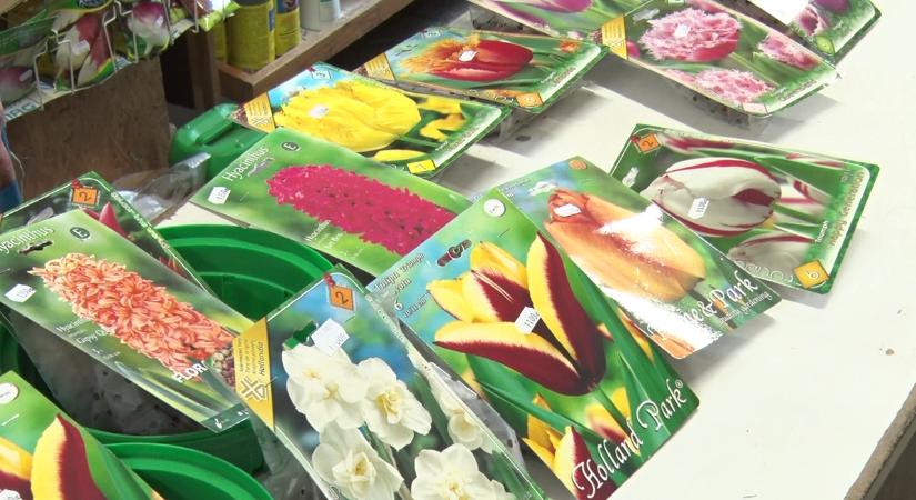Ha tulipánt, nárciszt, jácintot szeretnénk tavaszra, itt az idő!