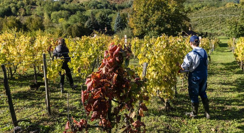 Agrárminisztérium: Nem áll meg a szőlő aranyszínű sárgaság elleni védekezés
