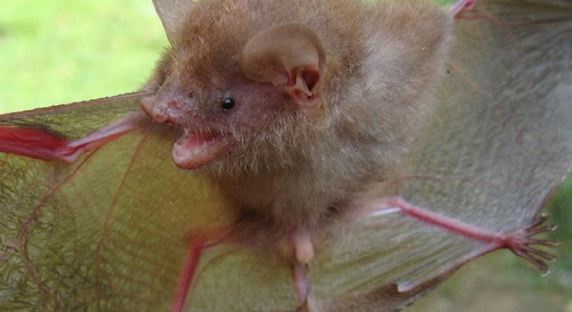Halloweenre hat új fajjal bővült a simaorrú denevérek népes családja