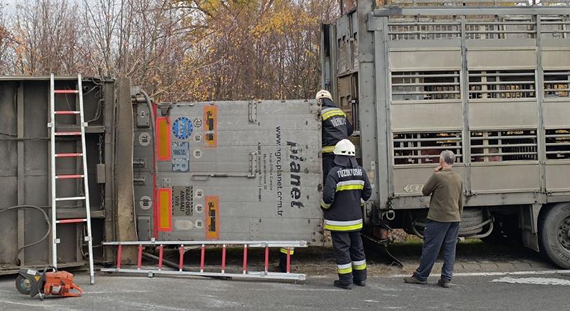 Borzalmas baleset a főúton, felborult egy malacokat szállító kamion, több állat elpusztult – fotók