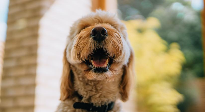Soha többé nem pisil a lakásban a kutya, ha ezt a tanácsot megfogadod