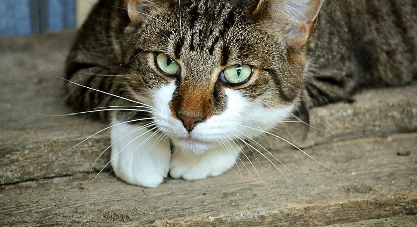 Egészen furcsa viselkedést mutat a magyar házi macskák ötöde, friss kutatás fejtette meg a titkot