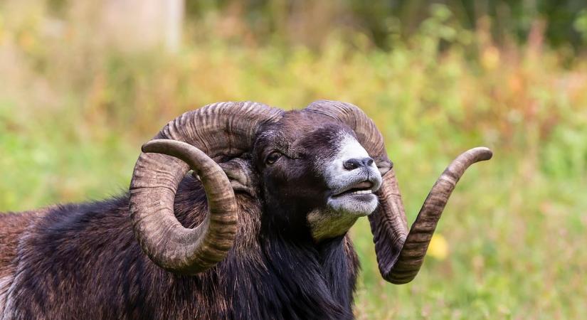 Muflonmentés a Vértesben: életet mentettek az erdészek videó