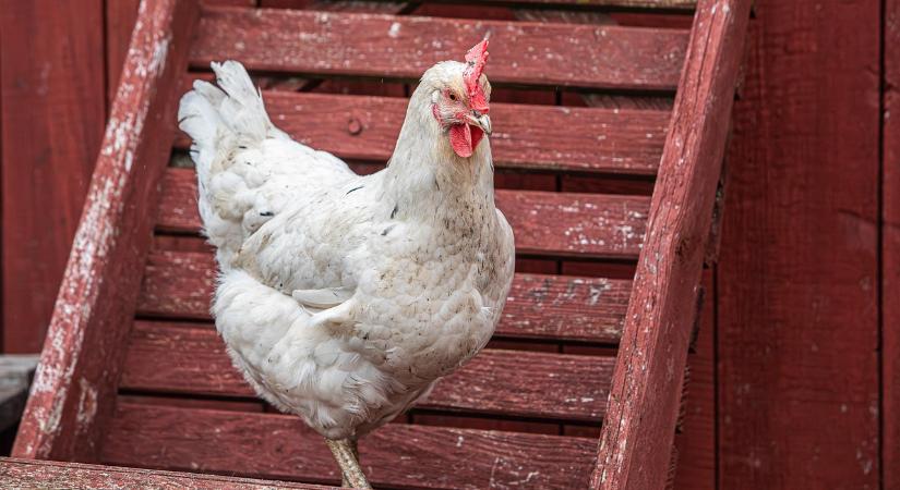 A szlovákiai lakosság nagy része egyetértene a brojlercsirkék tenyésztésének betiltásával